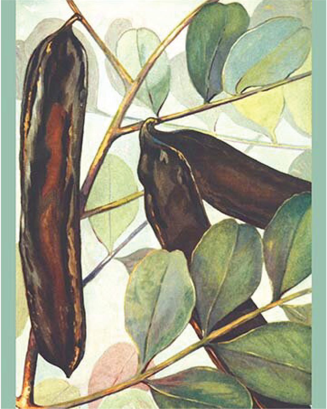 Akdeniz Mahsulü KEÇİBOYNUZU, 3 tarifle karşınızdayız!